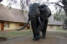 Elephant Museum