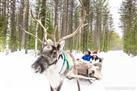 Lapland Reindeer Sleigh Ride to Santa Claus Village from Rovaniemi