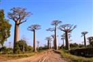 Baobab Trees Sunset