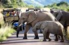 Pilanesberg Safari Day Trip from Johannesburg