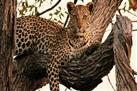 One Night Leopard Tour of Kruger National Park