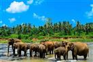 Pinnawala elephant Orphanage
