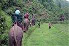 Hill Tribes, Elephant Ride & Boat Trip: Half-Day Tour