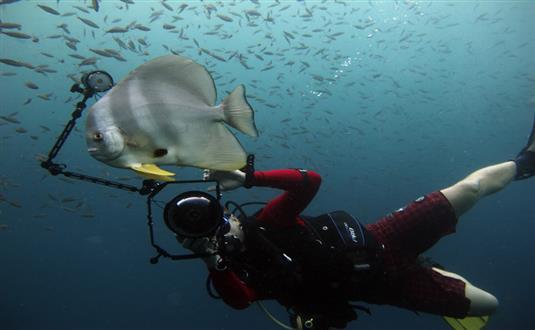 Diving on Koh Phangan tour with Antilog Vacations at Koh Phangan Thailand